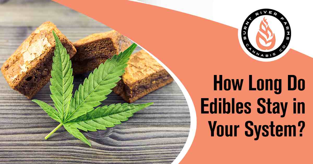How Long Does 10mg Edible Stay In Your System Reddit